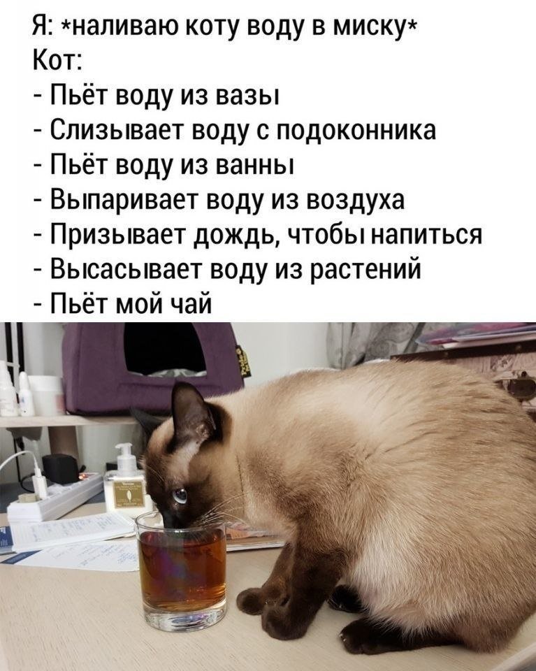 Почему кот пьет много воды