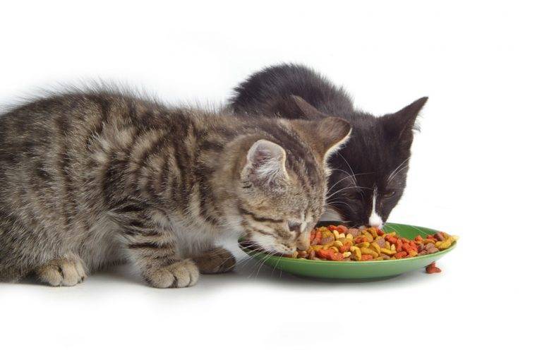 Котенок не ест сухой корм: что делать?