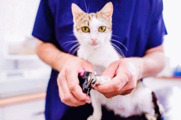 Как подстричь когти кошке самостоятельно: быстро и безболезненно