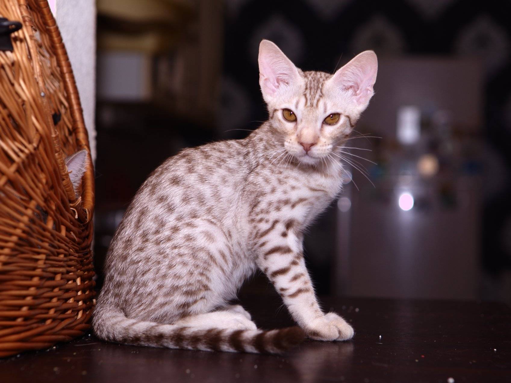 Канаани (ханаани) — описание породы кошек