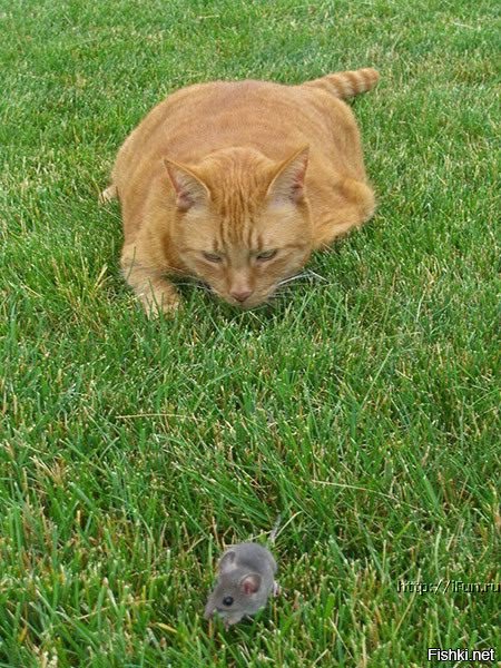 Кошки-мышеловки: какие породы лучше ловят мышей