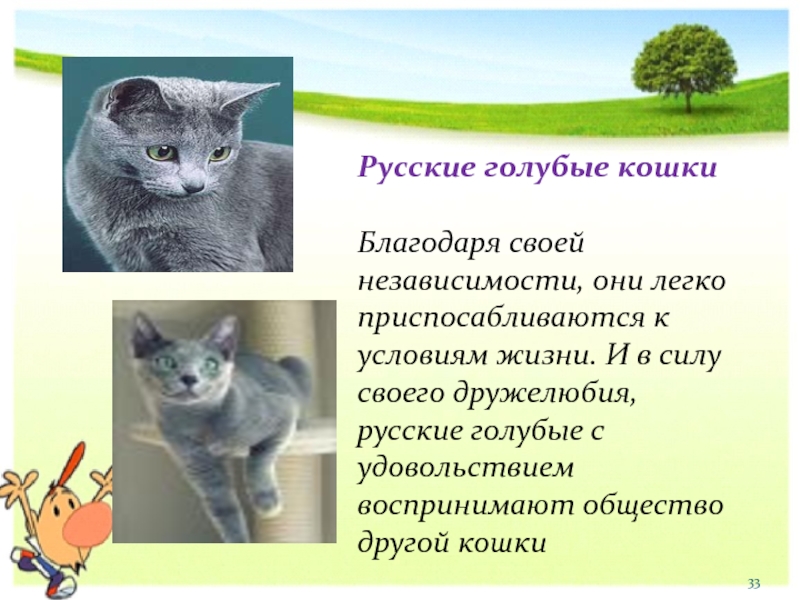 Сибирская кошка: фото, описание породы, уход, кормление, достоинства - zoosecrets