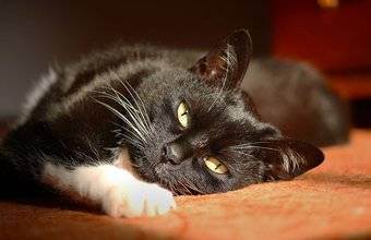 Профилактика глистов у кошек: для чего нужна и как часто проводить
