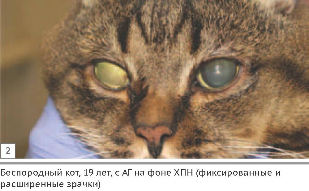 Почему у кошки разные размеры зрачков, причины анизокории, что таит в себе аномалия