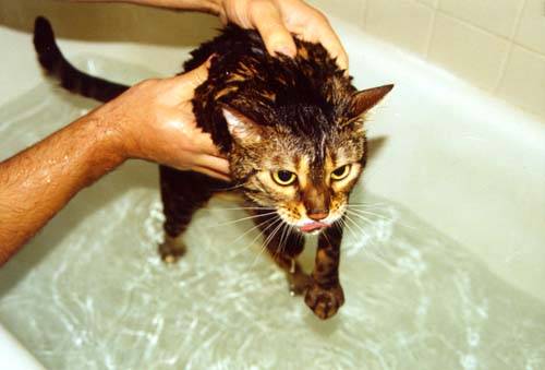 Кошка или кот боится воды: почему возникает страх и можно ли с ним бороться, все ли питомцы подвержены этой фобии