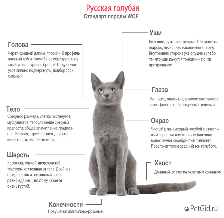 Русская голубая кошка - фото, характер, описание породы
