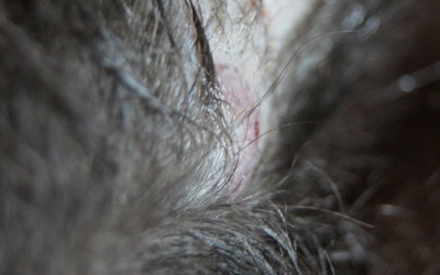 Кожные заболевания у кошек: фото и лечение. топ-10 болезней кожи кошек