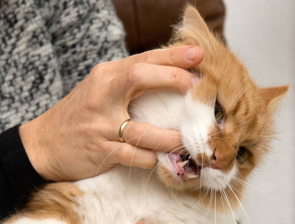 Причины укусов и царапин от котенка: варианты когда гладишь и просто так