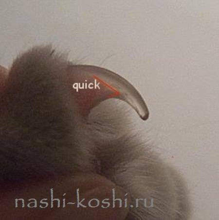 Как подстричь когти кошке: инструменты, пошаговая инструкция, осложнения