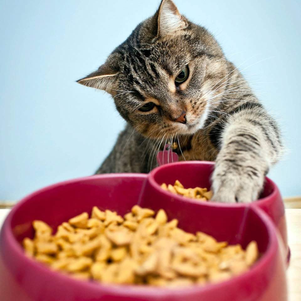 Чем кормить кошку в домашних условиях, натуральной едой, что можно и чего нельзя давать питомцу?