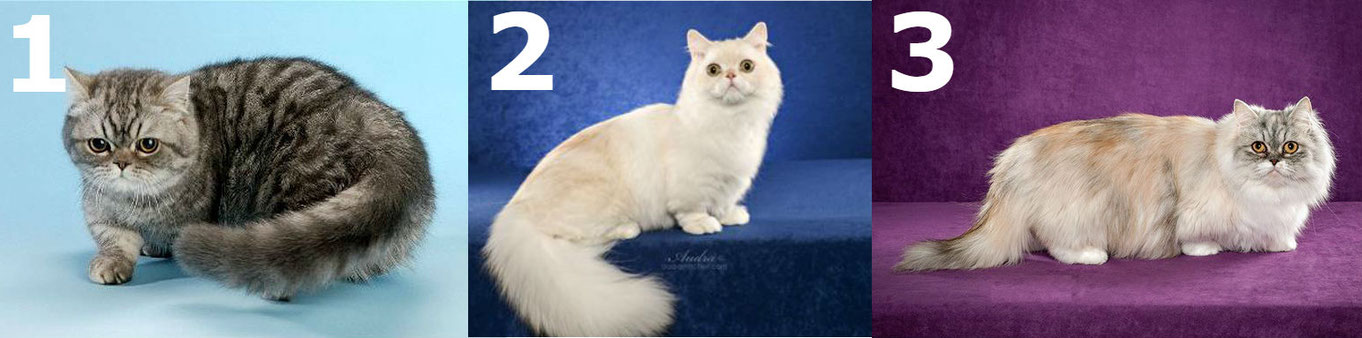 Кошка породы наполеон: 105 фото и видео советы по выбору миниатюрных кошек