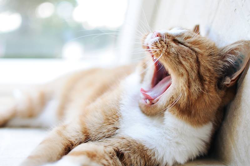 Почему кот часто зевает