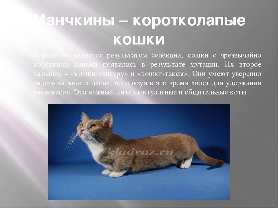 Коротколапые кошки: названия пород с короткими лапами, их описания и фото