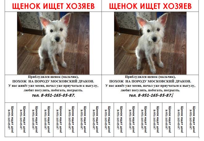 Характеристика породы «такса»: фото собак, описание стандарта, особенности характера, правила ухода, плюсы и минусы
