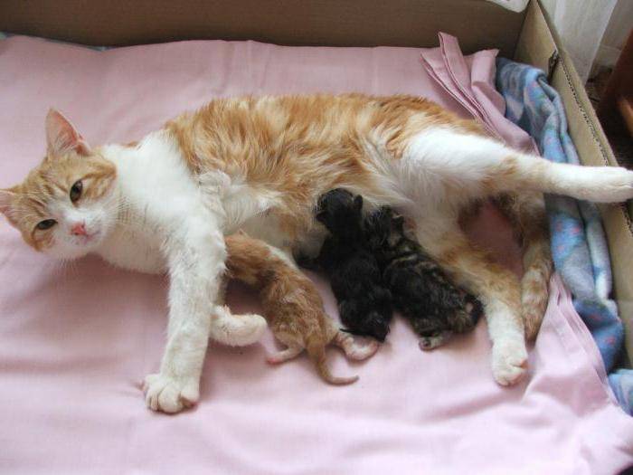 Как кошки рожают в первый раз: беременность и первые роды