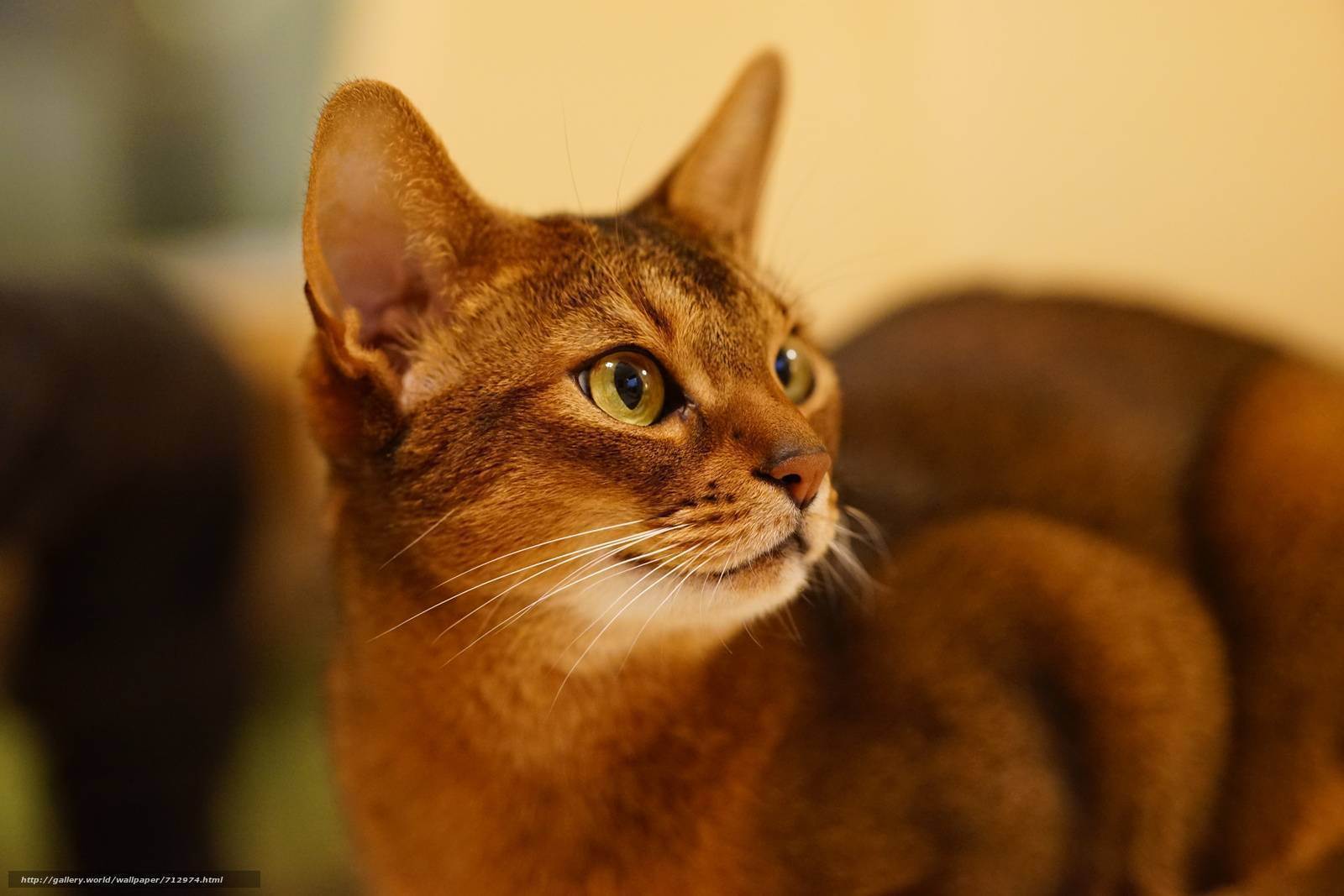 Абессинская. Абиссинская кошка. Кот породы абиссинец. Абиссинская кошка фото. Эфиопская кошка абиссинец.