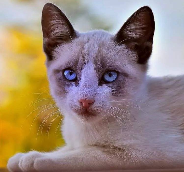 Разновидности и описание кошек с большими глазами