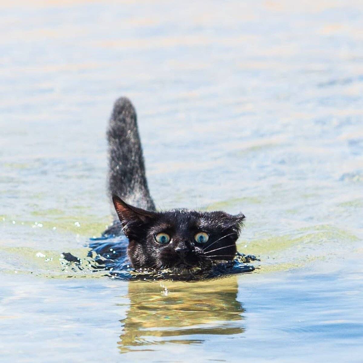 Умеют ли кошки плавать или нет? почему они так боятся воды?