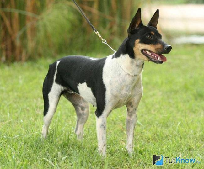 Собака ротвейлер: характеристика, описание породы и фото