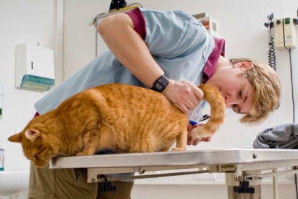 Мастит у кошки: симптомы и лечение