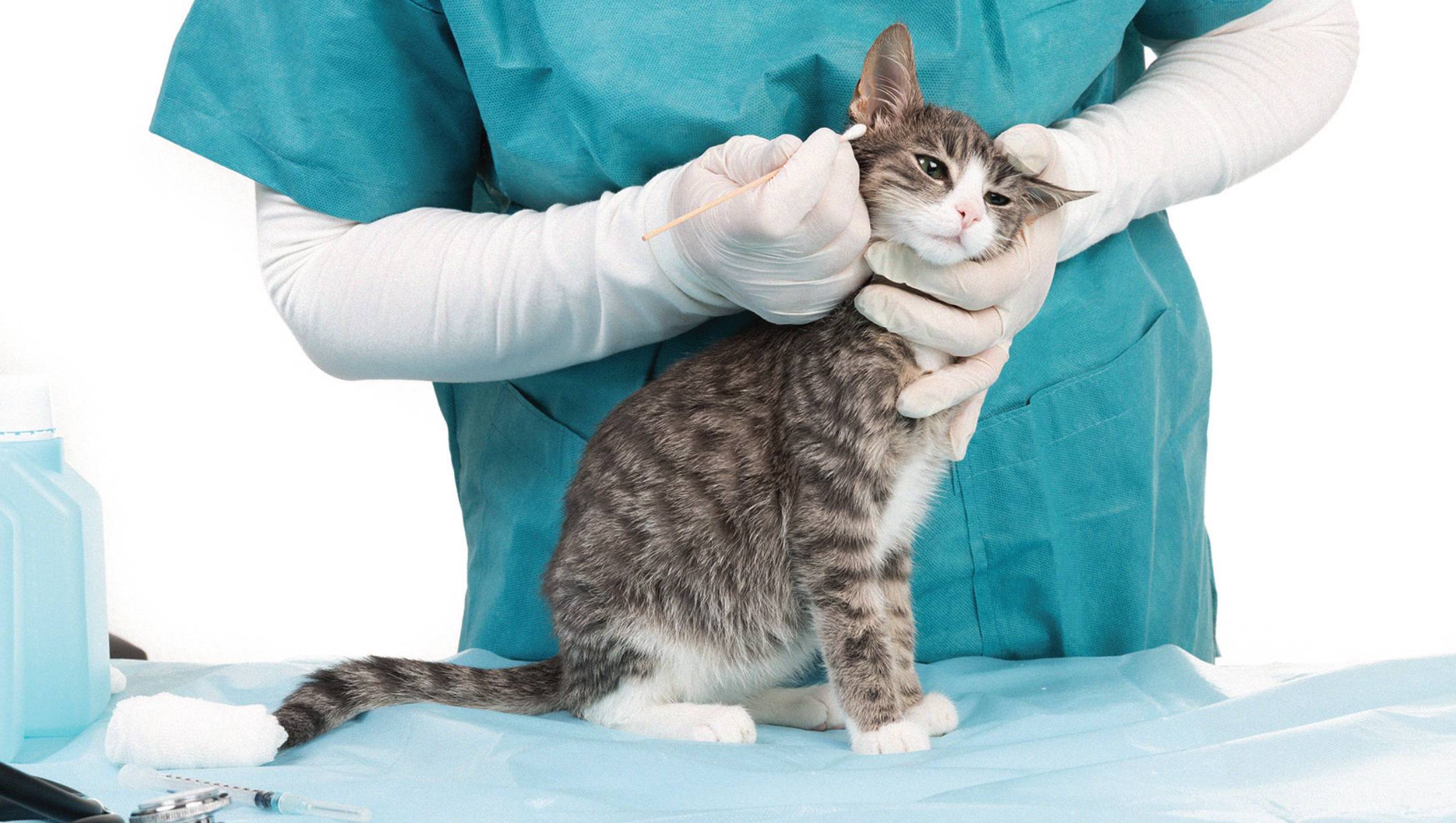 Трихофития у кошек: возбудитель, симптомы, диагностика и лечение грибка