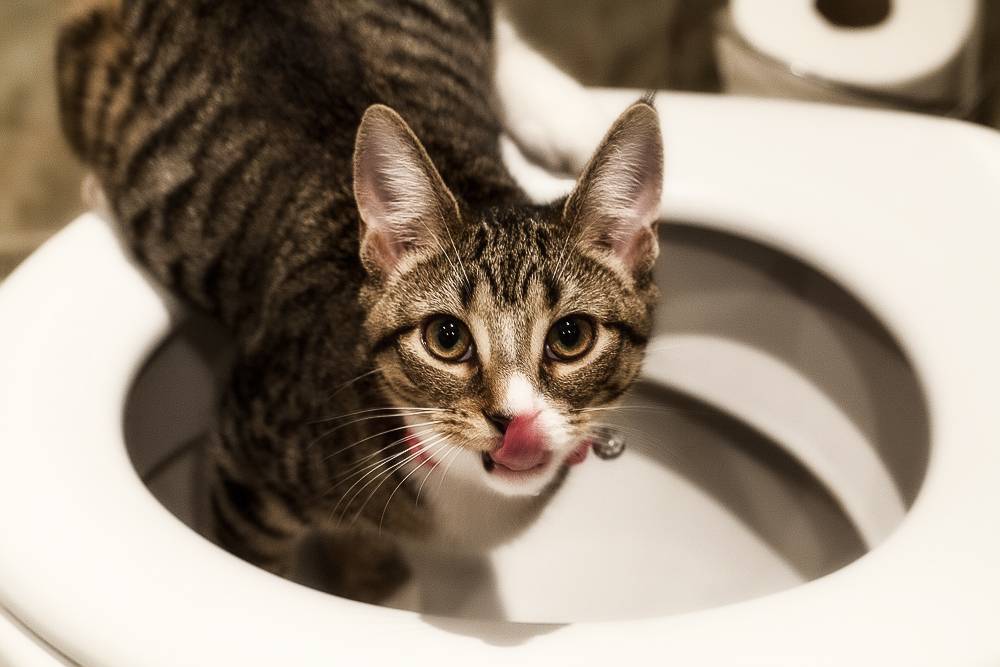 Кот много пьет воды и часто ходит в туалет: нормальные и патологические причины жажды у питомцев