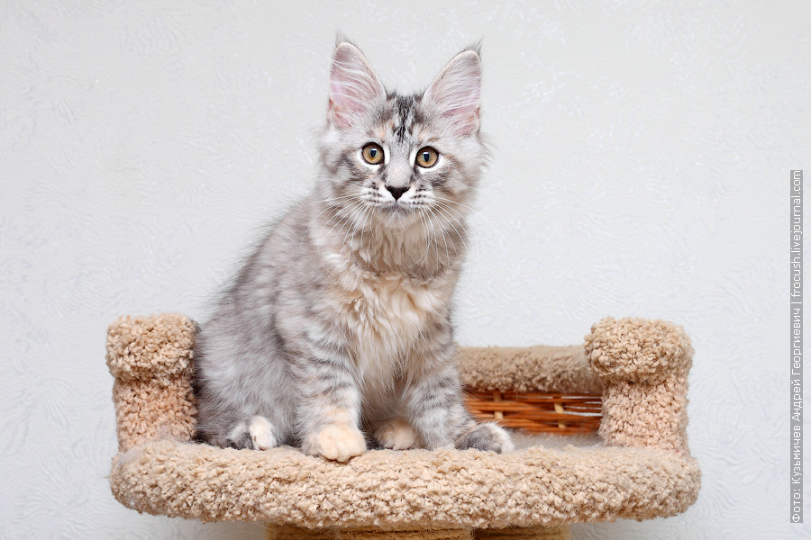 Примеры пород метисов кошки: смесь финкса и обычной, британской и другие примеры