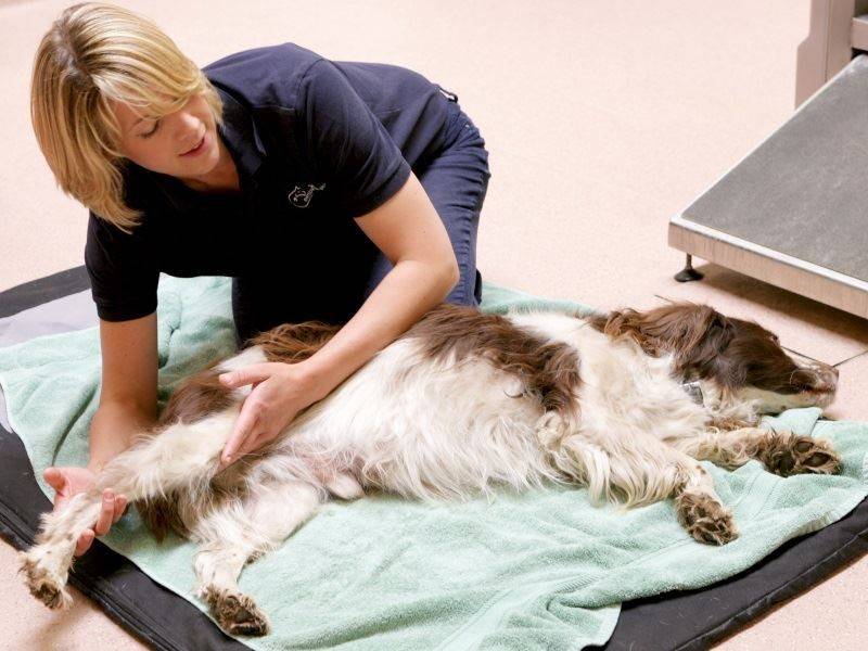 Диагностика и лечение артрита у кошек.