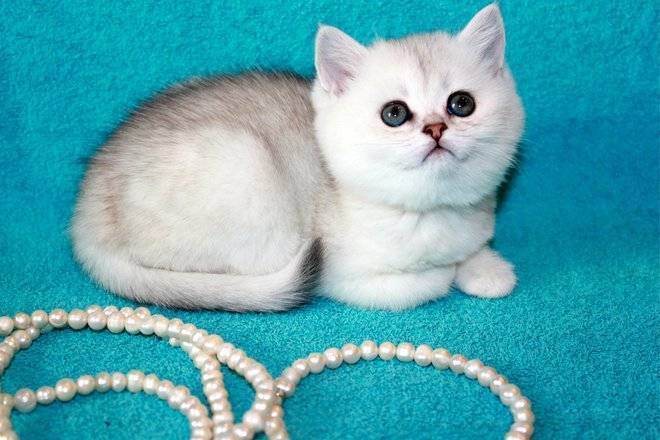 Британская короткошерстная кошка — статьи — rex24.ru: домашние животные, выбор, уход и воспитание, каталог компаний, эксперты.
