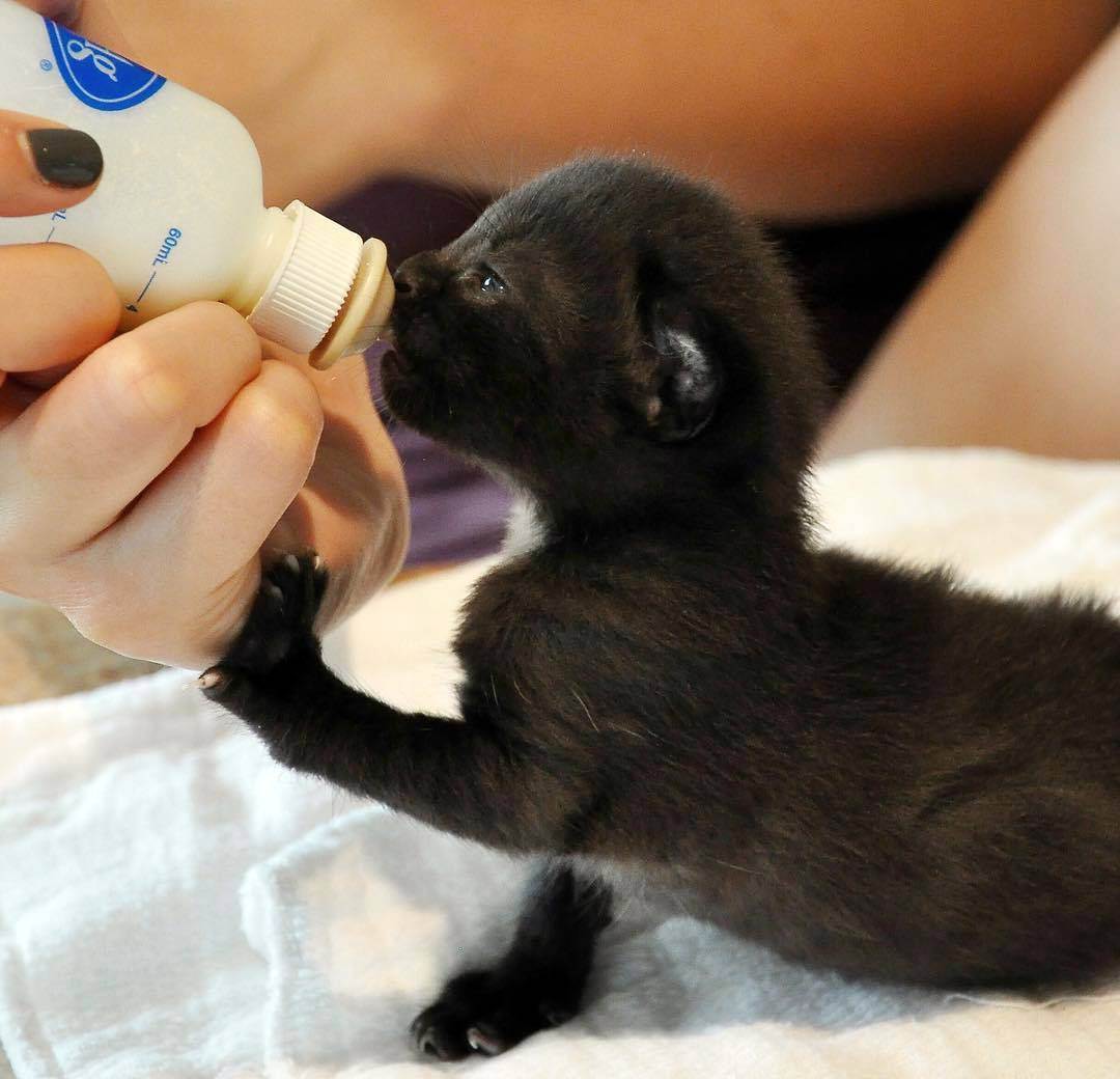 Как выкормить новорожденного котенка без кошки в домашних условиях?