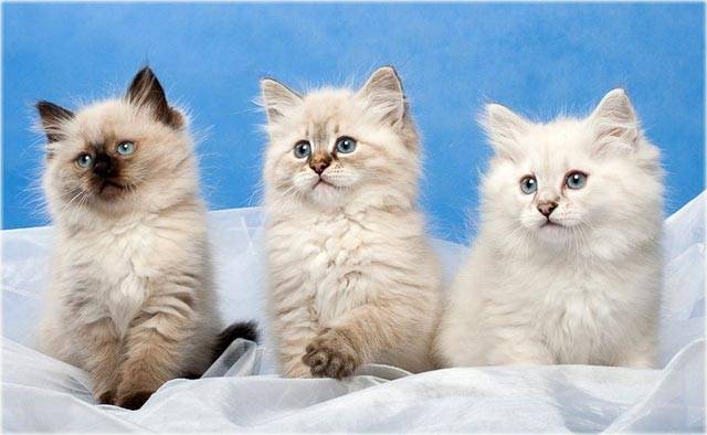 Невская маскарадная кошка: фото, описание, характер, содержание, отзывы