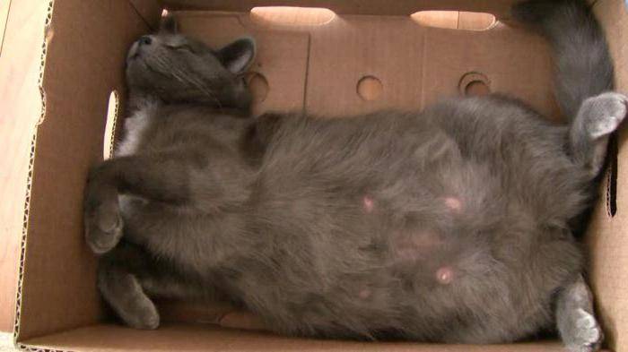 Сколько кошка вынашивает котят