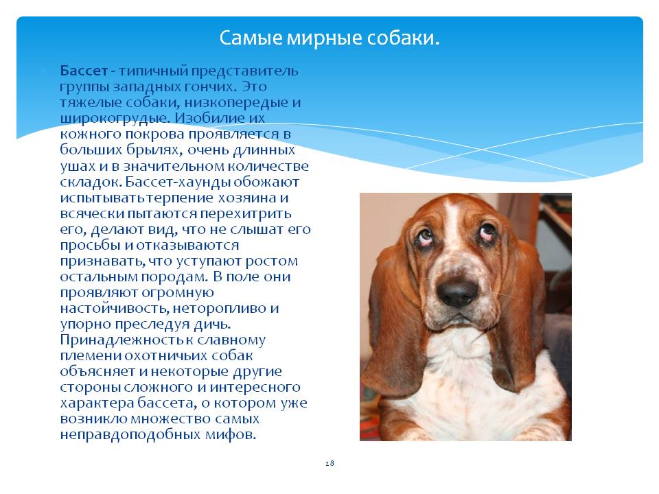 Бассет хаунд: описание породы собак и характер
