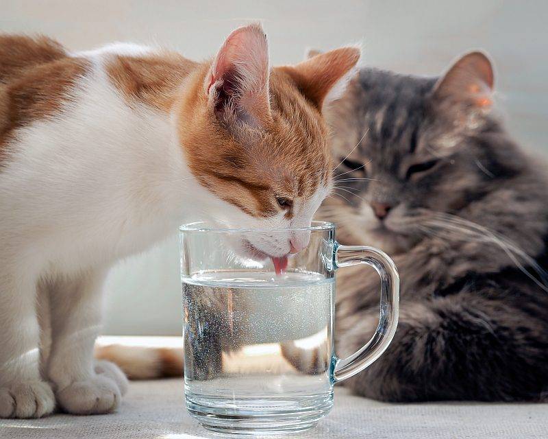 Кошка не пьет воду, что делать