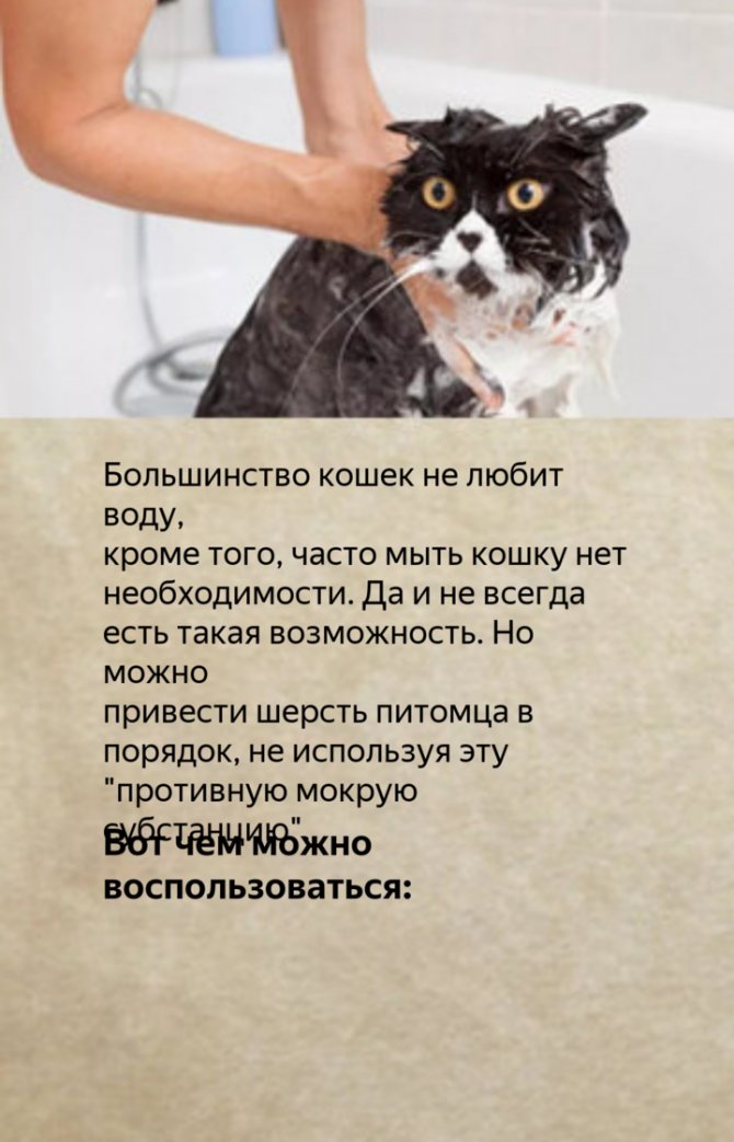 Можно ли мыть кота человеческим шампунем? | кот и кошка