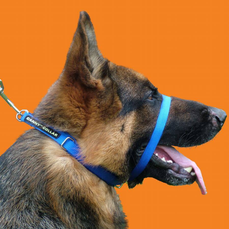 Строгий ошейник для собак: для чего нужен и как правильно применять парфорс