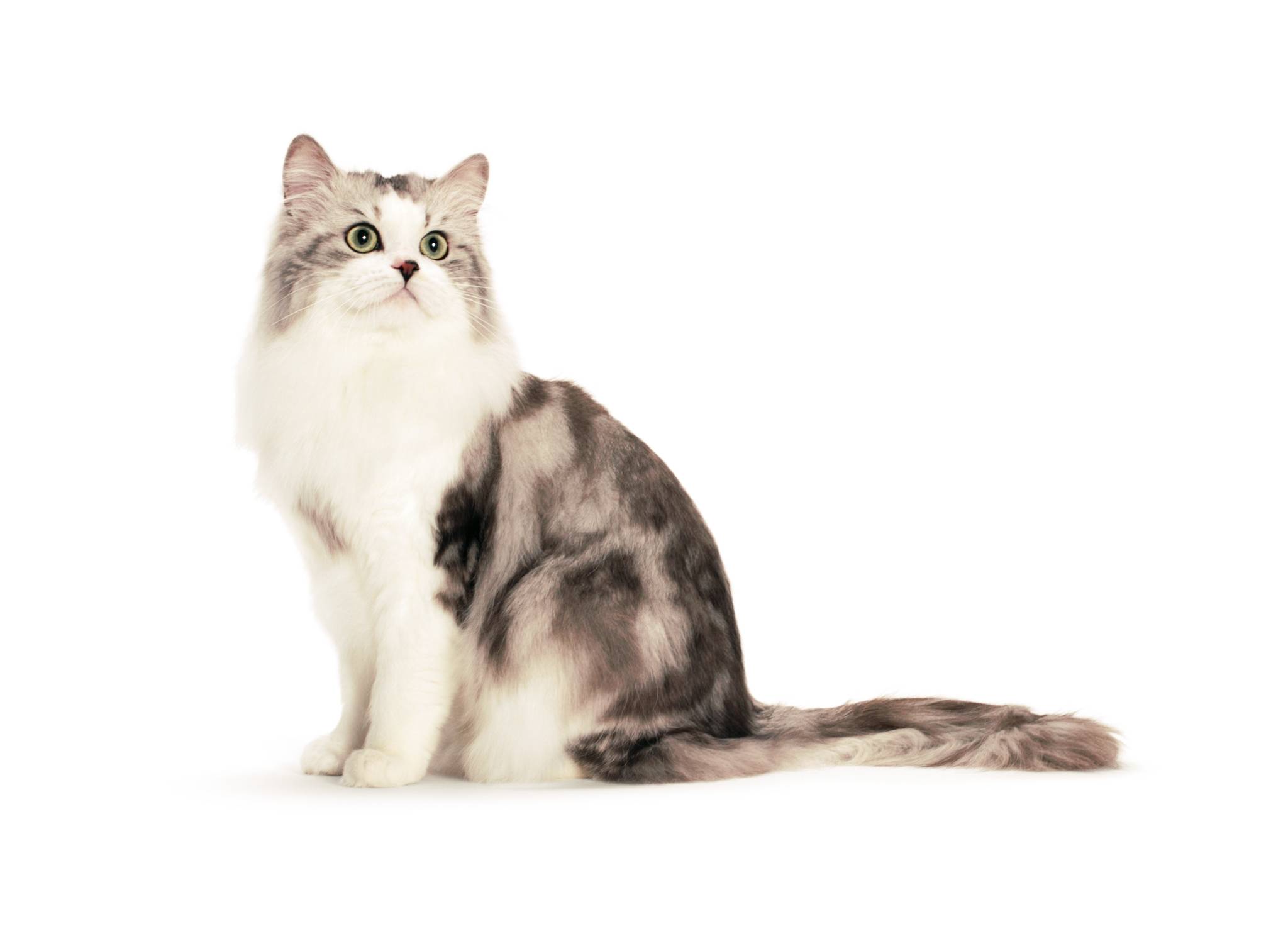 Рагамаффин — описание уникальной породы кошек от а до я. фото, окрас, характер, содержание, стандарты, цена