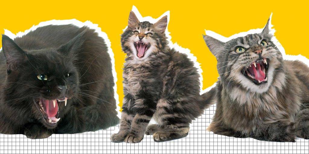 Агрессия кошки: психология поведения животных. оборонительная и наступательная агрессия питомца - как быть? (фото + видео)