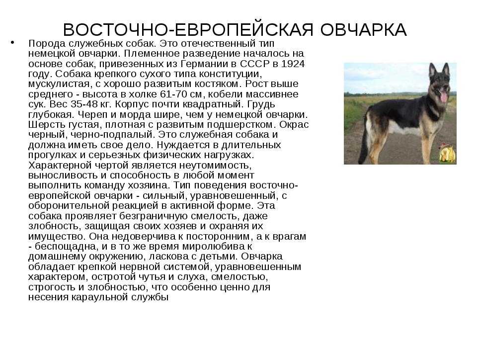 Восточноевропейская овчарка (вео): крупная собака с необычной историей