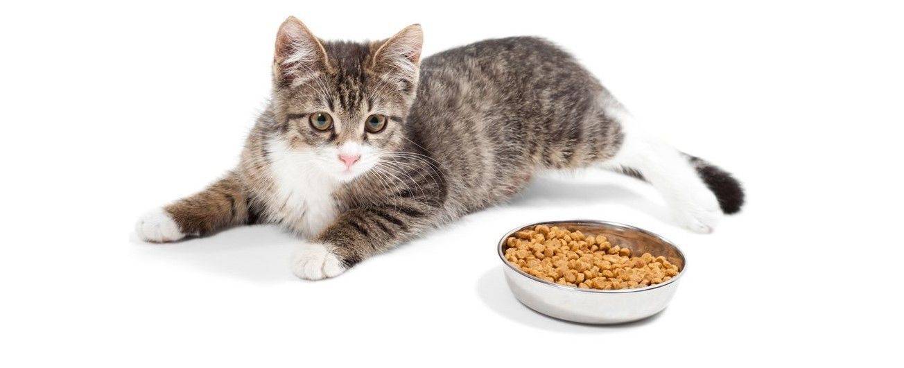 Питание кошек сухим кормом