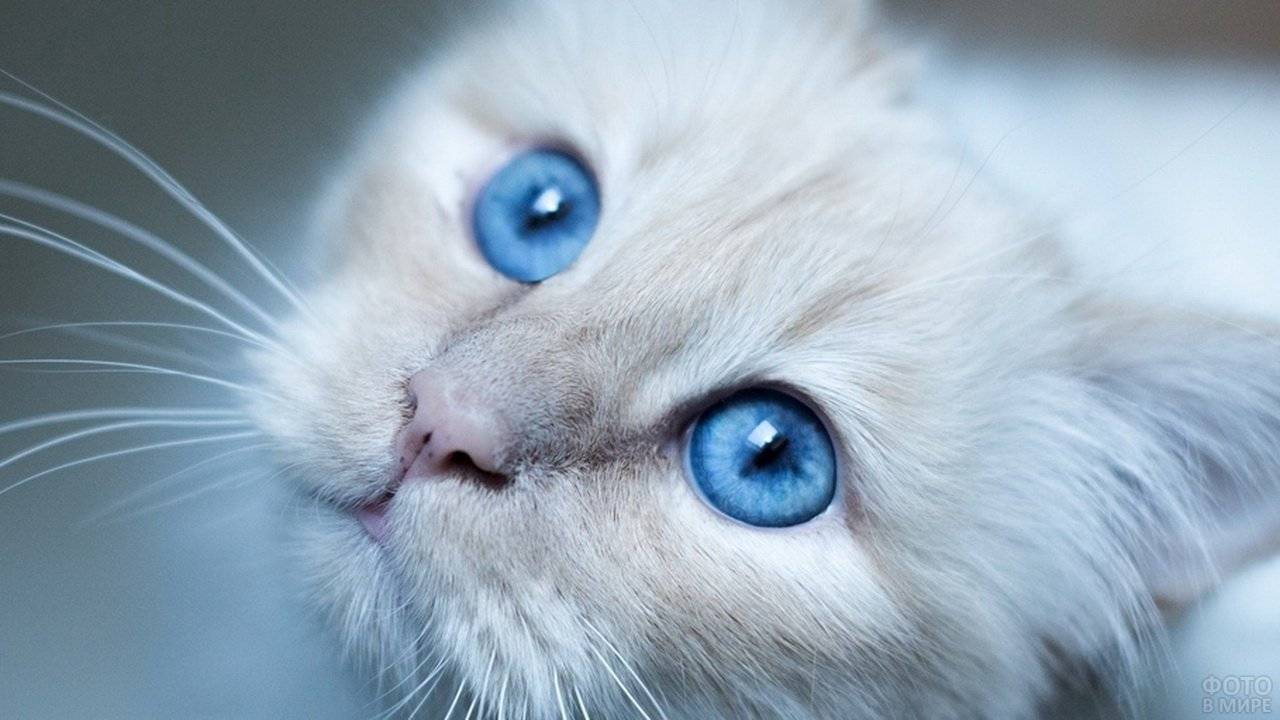 Серый кот: особенности, генетика дымчатого окраса, обзор пород с голубым цветом шерсти