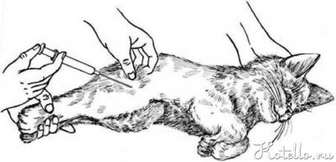 Как самостоятельно правильно сделать кошке укол в холку или внутримышечно