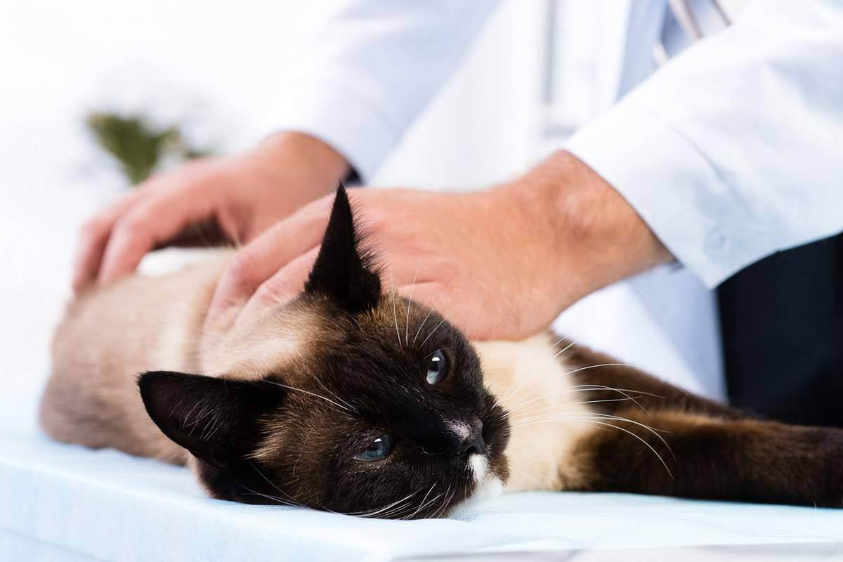 Мастопатия у кошек: первые признаки и методы лечения
