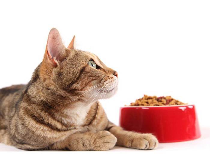 Кормим кошку правильно натуральной едой: чем кормить в домашних условиях, советы ветеринаров и меню