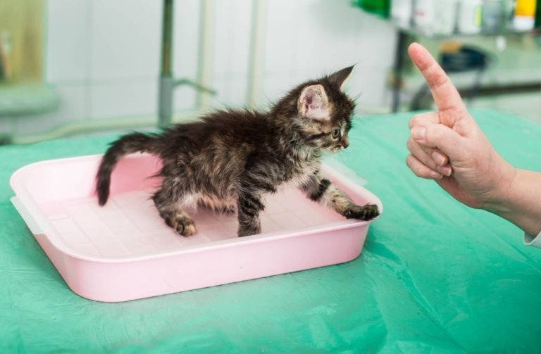 Кошка после стерилизации: уход, не ходит в туалет, просит кота