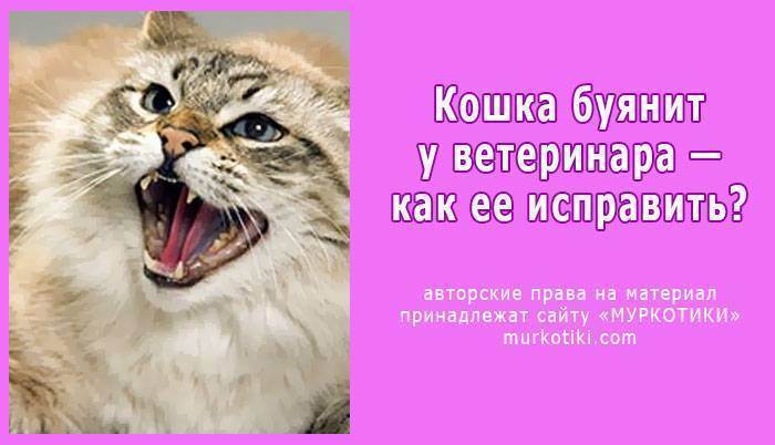 Кастрация кота: вопросы - если кастрировать кота он перестанет метить - запись пользователя алёна (id2171841) в сообществе домашние животные в категории кошки. болезни, прививки, советы по уходу - babyblog.ru