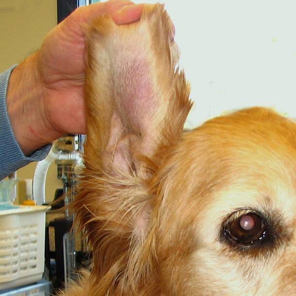 Почему у собаки красные уши