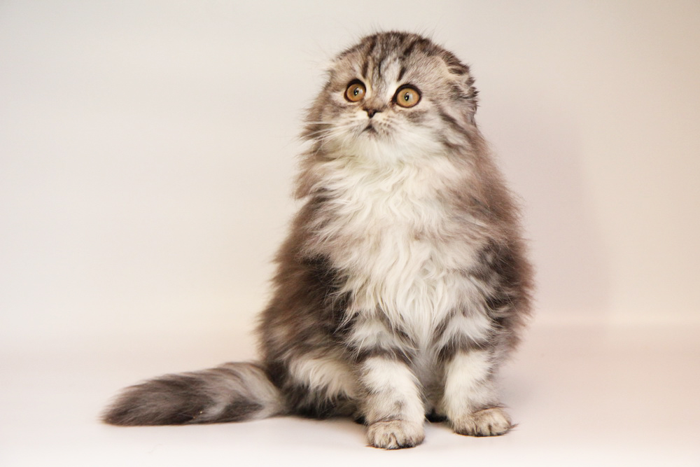 Кошка хайленд фолд: описание внешности и характера породы, уход за питомцем и его содержание, выбор котёнка, отзывы владельцев, фото кота
