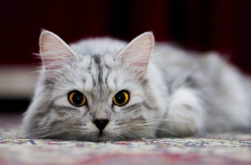 10 фактов о необычайных лечебных способностях кошек | витапортал - здоровье и медицина