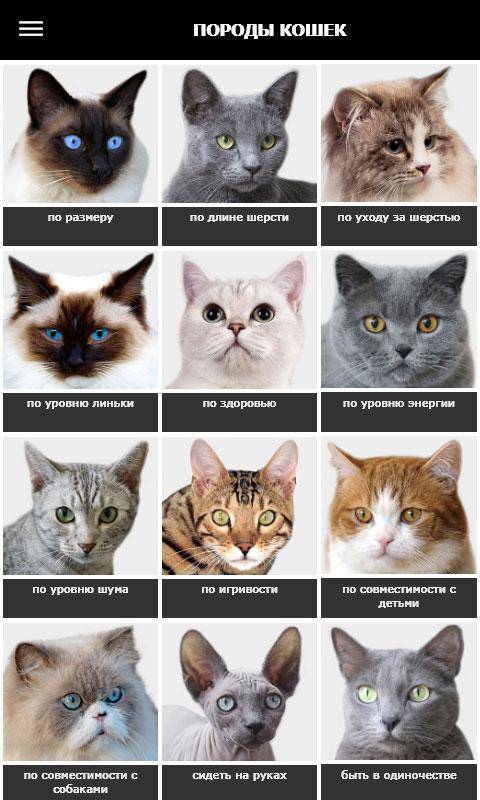 Как определить породу кошки по внешним признакам